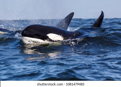 Killer Whale - Orcinus Orca