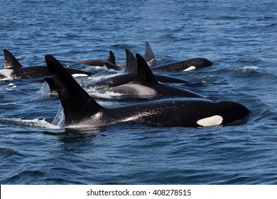 Killer Whale - Orcinus Orca