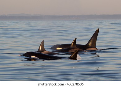 Killer Whale - Orcinus Orca