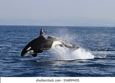 Killer Whale (Orcinus Orca)