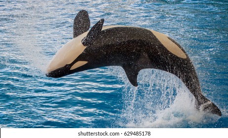  Killer Whale (Orcinus Orca)