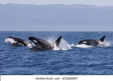 Killer Whale - (Orcinus Orca)