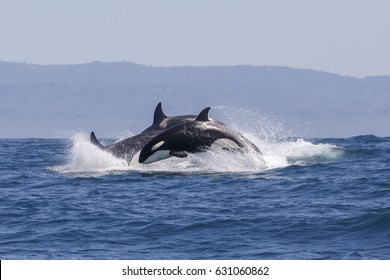 Killer Whale - (Orcinus Orca)