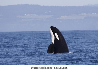 Killer Whale - (Orcinus Orca)