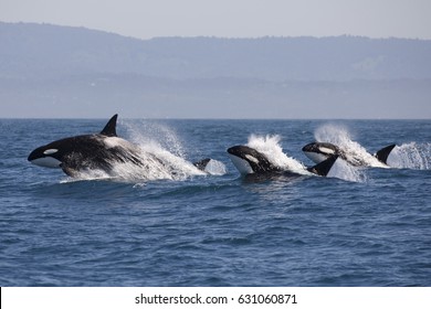 Killer Whale - (Orcinus Orca)