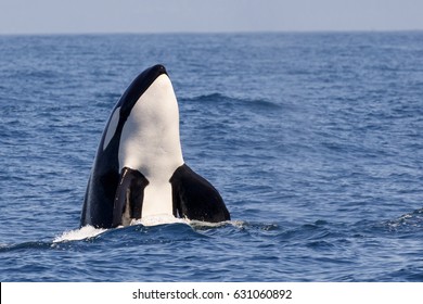 Killer Whale - (Orcinus Orca)