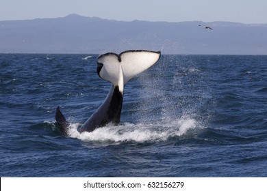 Killer Whale - (Orcinus Orca)