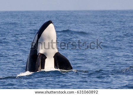 Killer Whale - (Orcinus Orca)