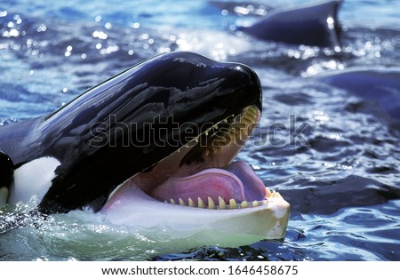 Killer Whale, orcinus orca, Adult with open Mouth  