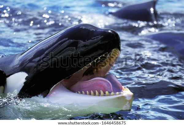 Killer\
Whale, orcinus orca, Adult with open Mouth \
