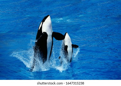 Killer Whale, Orcinus Orca, Female With Calf Breaching  