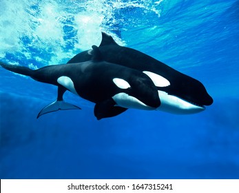 Killer Whale, Orcinus Orca, Female With Calf  