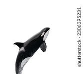 Killer whale ((Orcinus orca) isolated on white background