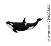Killer whale ((Orcinus orca) isolated on white background