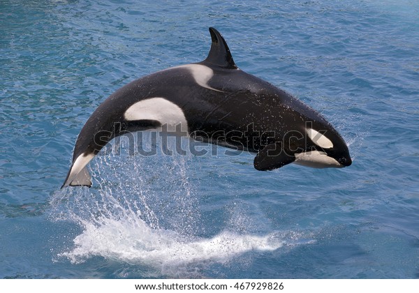 キラークジラ オルシヌス オルカ が水から飛び出す の写真素材 今すぐ編集