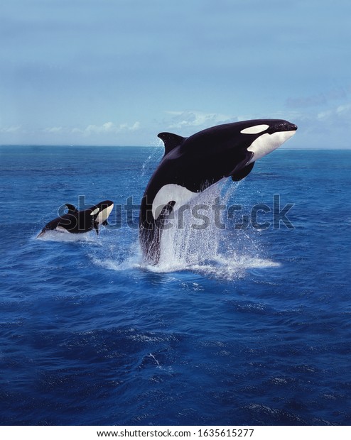 KILLER\
WHALE orcinus orca, MOTHER AND CALF LEAPING \
