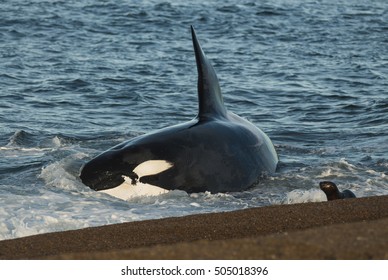 Killer Whale, Patagonia, Argentina