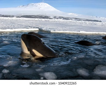 Killer Whale Pod In Antarctica