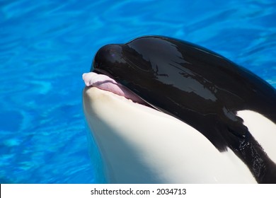 Killer Whale Is Showing Her Tongue To Everybody Around