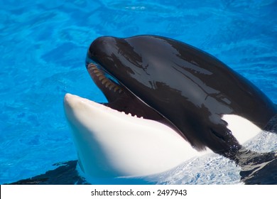 Killer Whale Is Showing Her Tongue To Everybody Around