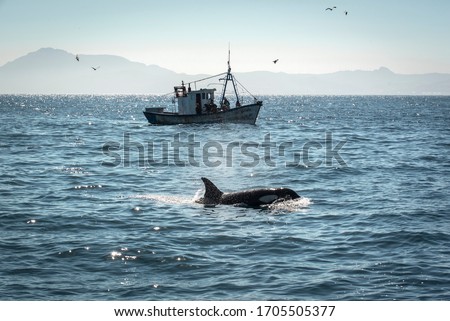 Killer whale in the Strait of Gibraltar with a Moroccan fishing boat in the background