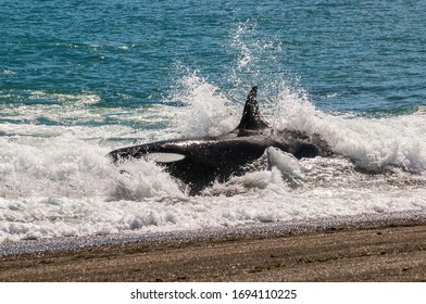 Killer Whale Stranding On The Beach, Peninsula Valdes, Patagonia