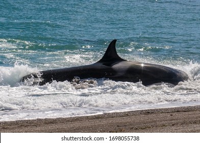 Killer Whale Stranding On The Beach, Peninsula Valdes, Patagonia.