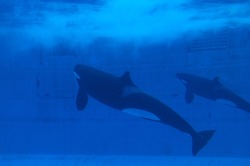 Killer Whale Swimming In Aquarium Pool