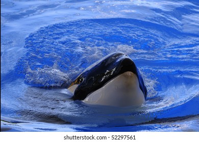 Killer Whale In Te Water On A Blue Background