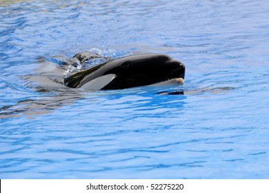 Killer Whale In The Water On A Blue Background