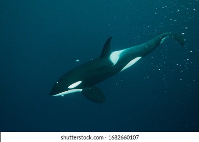 Killer Whales Blow Small Bubbles