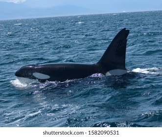 Killer Whale Orca Whale His Mouth Stock Photo (Edit Now) 1106170