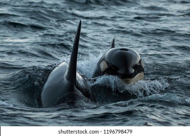 Killer Whales Feeding On Herring, Northern Norway.