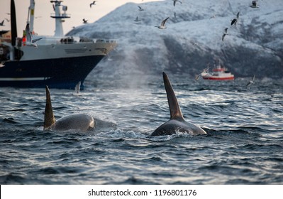 Killer Whales Feeding On Herring Around Fishing Boats, Northern Norway.