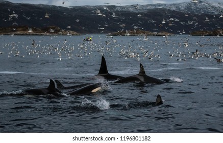 Killer Whales Feeding On Herring Around Fishing Boats, Northern Norway.