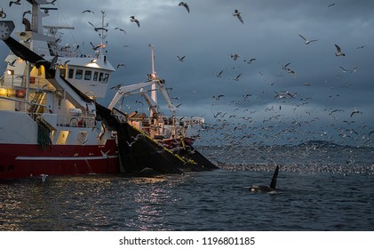 Killer Whales Feeding On Herring Around Fishing Boats, Northern Norway.