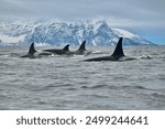 Killer whales in the fjords near Tromso, Norway