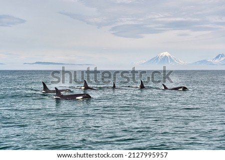Killer whales on the background of mountains and volcanoes. Kamchatka Peninsula, Russia. Travel, yachting and tourism