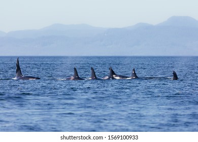 Killer Whales Pod In British Columbia, Canada