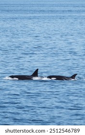 Killer whales in seattle america