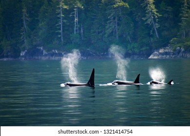 Killer whales: three orcas in a row at Telegraph cove at Vancouver Island, British Columbia, Canada.