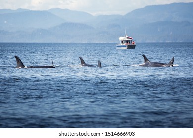 Killer Whales Watching In Vancouver Island, British Columbia, Canada.