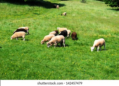 Killerton, Devonshire, England