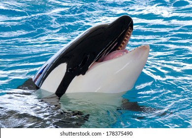 Killerwhale is smiling