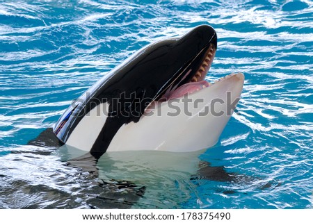 Killerwhale is smiling