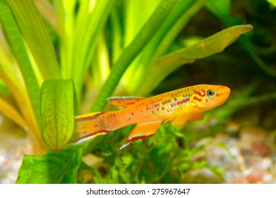 Killifish