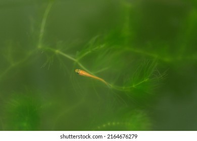 Killifish Inhabit A Small Pond