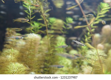 Killifish 