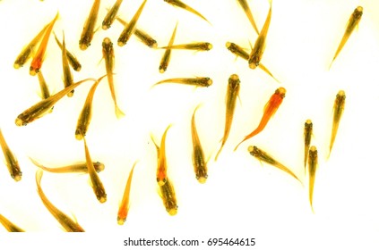 210 Medaka fish Images, Stock Photos & Vectors | Shutterstock