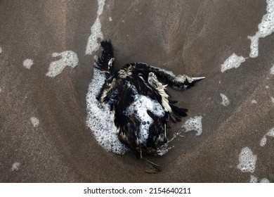 Killing Sea. Great-crested Grebe (Podiceps Cristatus) Died During Storm And Was Stranded On Supralittoral. These Birds Spend Winter In Open Sea And Never Go Ashore, But Oil Pollution Is Also Possible